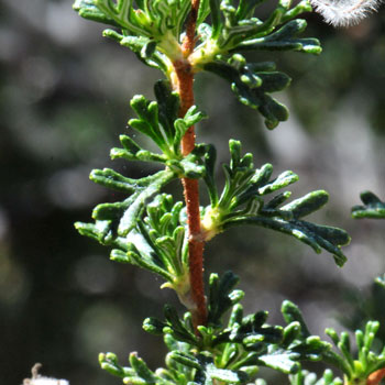 Cliffrose (Purshia stansburiana) bright green leaves are wedge-shaped, with 3 to 5 linear lobes referred to as pinnately compound.